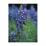 Postcard / Texas Bluebonnet