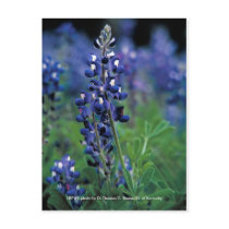 Postcard / Texas Bluebonnet