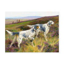 Postcard: Two English Setters in Field