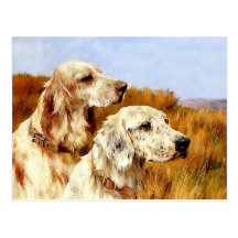 Postcard: Two Setters by Arthur Wardle