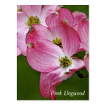 Postcard:  Vertical Dogwood