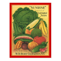 Postcard Vintage Antique Burt Co Vegetable Seeds postcards