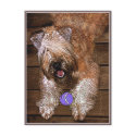 Postcard: "Wanna Play?" by wheatenterrier Postcard: "Wanna Play?"