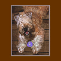 Postcard: "Wanna Play?"