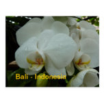 POSTCARD - White orchid postcards