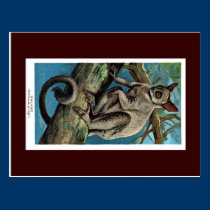 Postcard - Wild Animal postcards