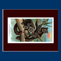 Postcard - Wild Animal postcards