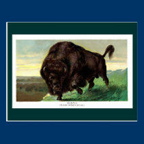 Postcard - Wild Bison postcards