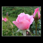 Postcard with beautiful pink roses postcards