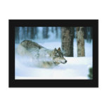 Postcard-Wolf Running in Snow