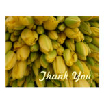 POSTCARD - Yellow Tulips - Thank You