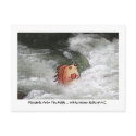 POSTCARDS FROM THE hEDGE!