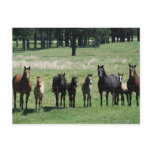 Postcards - Mares & Foals