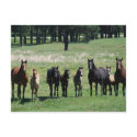 Postcards - Mares & Foals by smilodonart Postcards - Mares & Foals