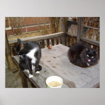 poster 2 cats meow kitty black