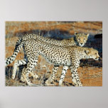 Poster - 36x24 Cheetah brothers