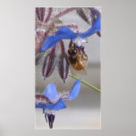 Poster, abejas en borraja