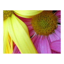 Poster, Abstract, yellow and purple daisies posters