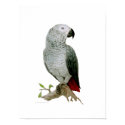 Poster - African Grey posters by pawtraitart Poster - African Grey posters