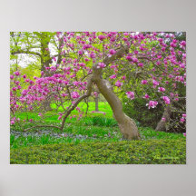 POSTER, "ÁRBOL DE TULIPÁN EN PRIMAVERA" (PHOTOG)