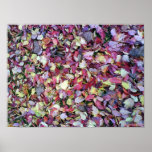 Poster Autumn leaves posters