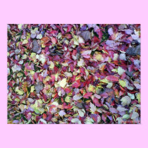 Poster Autumn leaves posters