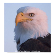 Poster / Bald Eagle posters