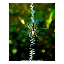Poster Banana Spider - Coastal North Carolin... posters by fourthhorseman Poster Banana Spider - Coastal North Carolin... posters