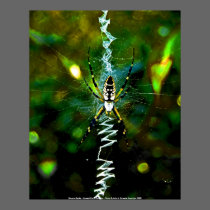 Poster Banana Spider - Coastal North Carolin... posters