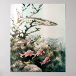 Poster / Barracuda and Reef Fishes posters