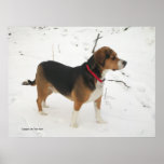Poster - Beagle Hunting In Winter Snow - Cooper