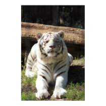 Poster Bengal Tiger