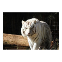 Poster Bengal Tiger