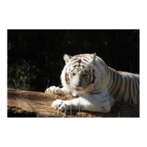 Poster Bengal Tiger