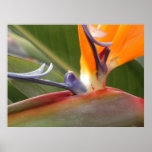 Poster, Bird of Paradise Blossom # 55