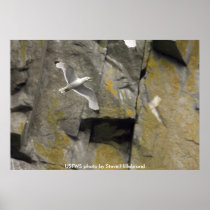 Poster / Black-legged Kittiwake Flying