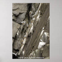 Poster / Black-legged Kittiwake Nests on Cliff