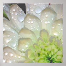 Poster blanco de las gotas de agua de la dalia