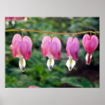 Poster: Bleeding Hearts Plant