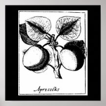 Poster-Botanicals-Albaricoques
