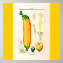Poster-Botanicals-Banana