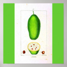 Poster-Botanicals-Baobob