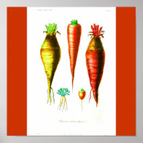 Poster-Botanicals-Carrot