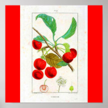 Poster-Botanicals-Cerezas