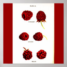 Poster-Botanicals-Frambuesas