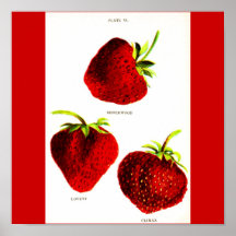 Poster-Botanicals-Fresas