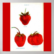 Poster-Botanicals-Fresas 2