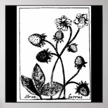 Poster-Botanicals-Fresas 3