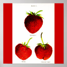 Poster-Botanicals-Fresas 5
