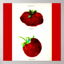 Poster-Botanicals-Fresas 6